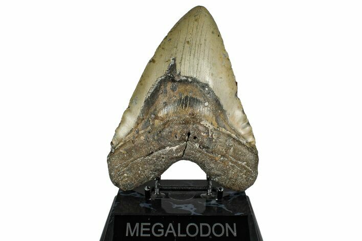 Fossil Megalodon Tooth - North Carolina #348156